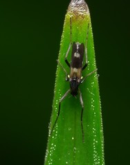 Chasmatonotus atripes