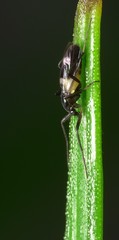 Chasmatonotus atripes