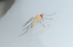 Rhamphomyia flava