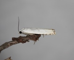 Hystrichophora vestaliana