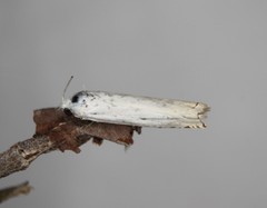Hystrichophora vestaliana