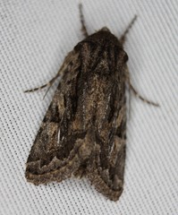 Ulolonche orbiculata