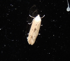 Blastobasis lacticolella