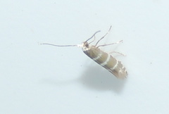 Argyresthia trifasciata