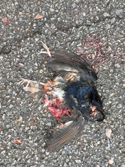 Luscinia phaenicuroides