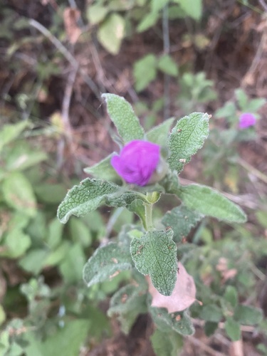 photo of Hoary Rock-rose (Cistus creticus)