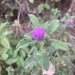 photo of Hoary Rock-rose (Cistus creticus)