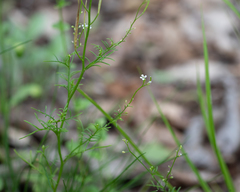Cardamine parviflora