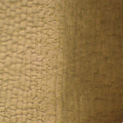 Polytrichum pallidisetum