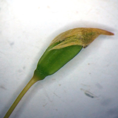 Polytrichum pallidisetum