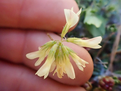Trifolium breweri