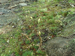 Polytrichum pallidisetum