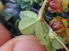 Trifolium breweri