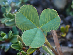 Trifolium breweri