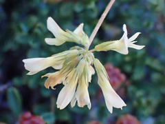 Trifolium breweri
