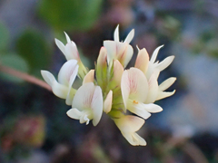 Trifolium breweri