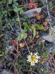 Trifolium breweri