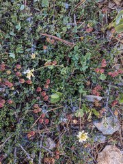 Trifolium breweri