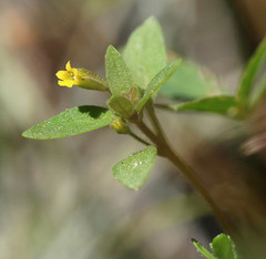 Erythranthe breviflora