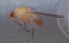 Meiosimyza