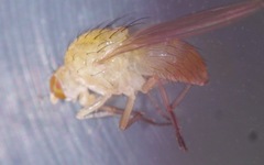 Meiosimyza