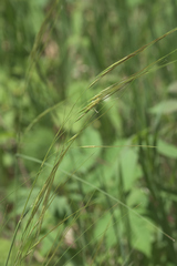 Hesperostipa spartea