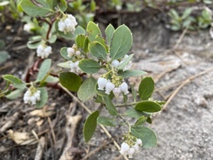 Arctostaphylos nevadensis