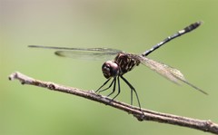 Dythemis nigrescens