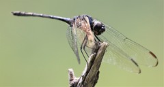 Dythemis nigrescens