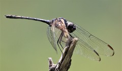 Dythemis nigrescens
