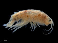 Gammarus lecroyae