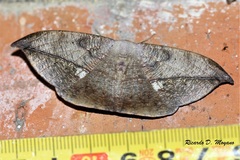 Oxydia mexicata