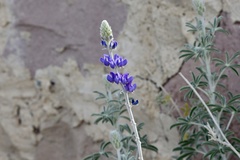 Lupinus ermineus