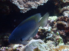 Pomacentrus nigromarginatus