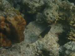 Pomacentrus chrysurus