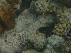 Pomacentrus chrysurus