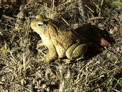 Rhinella horribilis