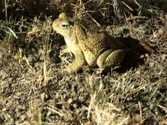 Rhinella horribilis