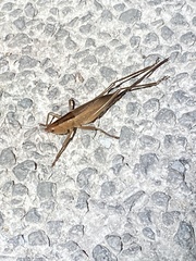 Bucrates malivolans