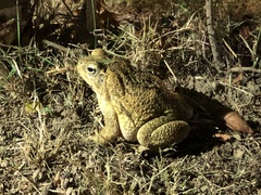 Rhinella horribilis