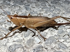 Bucrates malivolans
