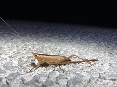 Bucrates malivolans