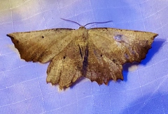 Euchlaena obtusaria