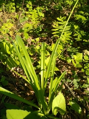 Hemerocallis middendorffii