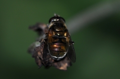 Eristalinus viridis