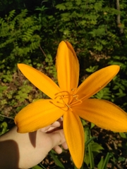 Hemerocallis middendorffii