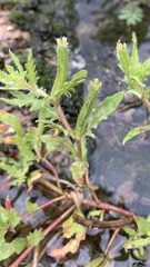 Oenothera laciniata