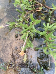 Oenothera laciniata
