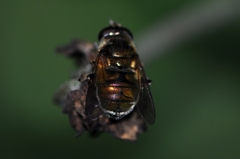 Eristalinus viridis