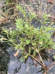 Oenothera laciniata